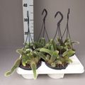 Hildewintera colademononis