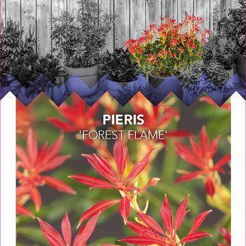 Pieris 'Forest Flame'