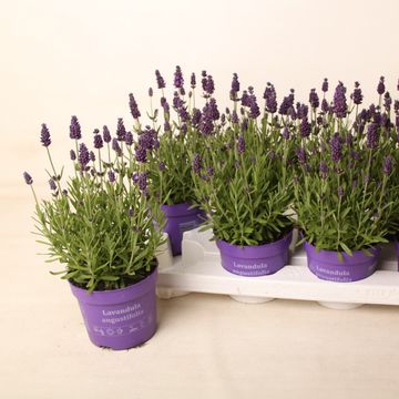 Lavandula angustifolia 'Хидкот'