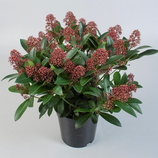 Skimmia japonica 'Rubella' (Δ17 cm Ύ35 cm) – Χονδρική πώληση φυτών FlorAccess