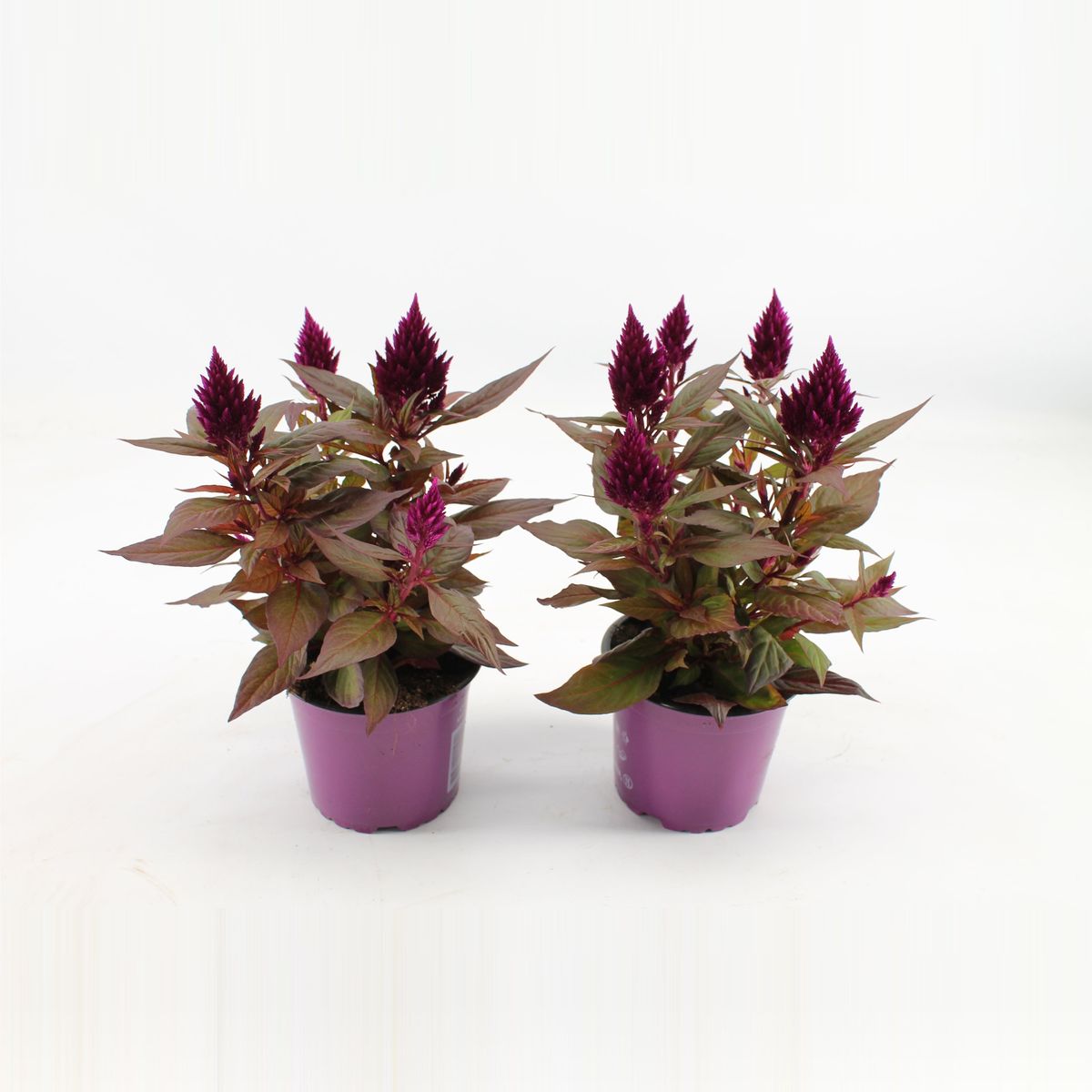 Celosia argentea KELOS FIRE PURPLE — Mayorista de plantas FlorAccess