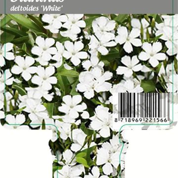 Диантус deltoides 'Albiflorus'