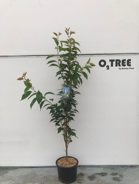 Prunus serrulata 'Amanogawa'