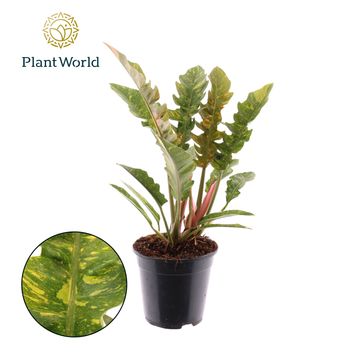 Philodendron 'Ring of Fire'