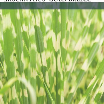 Miscanthus sinensis 'Gold Breeze'