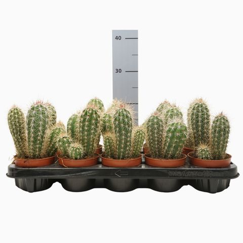 Pachycereus pringlei