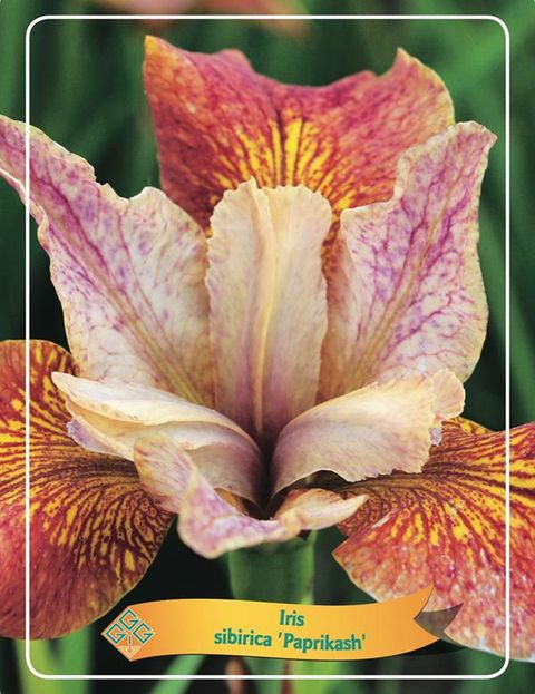 Iris sibirica 'Paprikash'