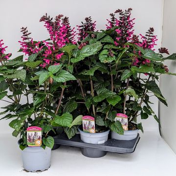 Salvia ROCKIN' FUCHSIA