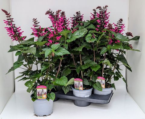 Salvia ROCKIN' FUCHSIA