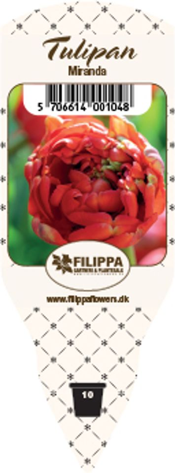 Tulipa 'Miranda'