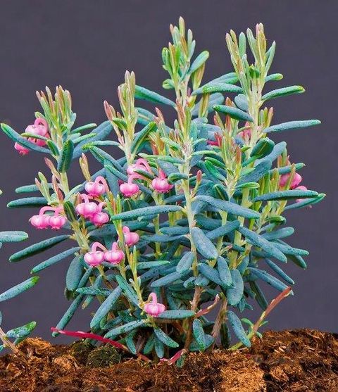 Andromeda polifolia 'Blue Lagoon'