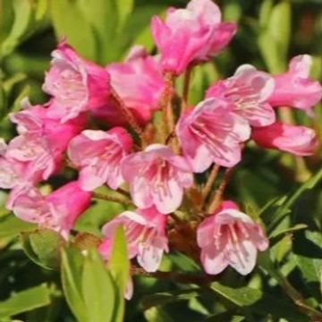 Rhododendron BLOOMBUX MAGENTA