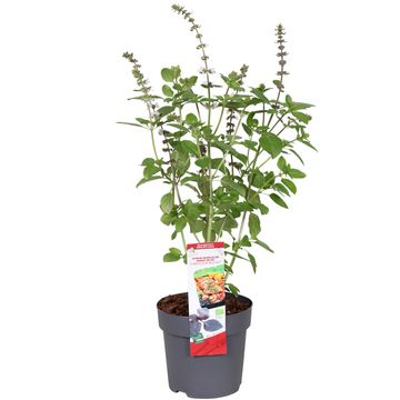 Ocimum basilicum 'Magic Blue'