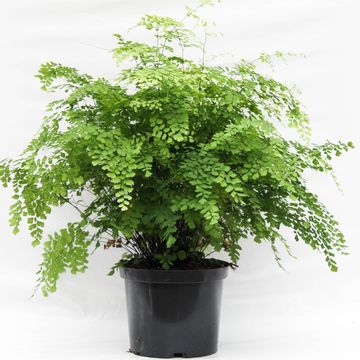 Adiantum raddianum 'Fragrans'