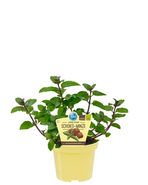 Mentha x piperita 'Chocolate'