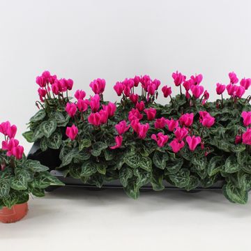Cyclamen SUPER SERIE VERANO LIGHT VIOLET