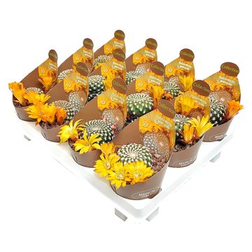 Sulcorebutia arenacea