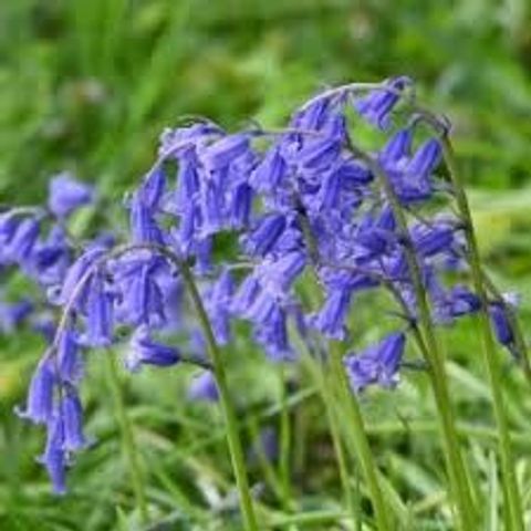 Hyacinthoides 'Blue Bells'