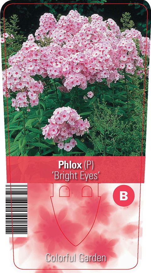 Phlox 'Bright Eyes'