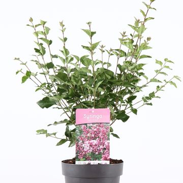 Syringa 'Josée'