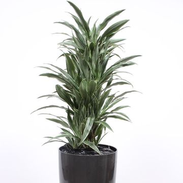 Dracaena fragrans 'Warneckei'