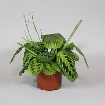 Maranta leuconeura MIX