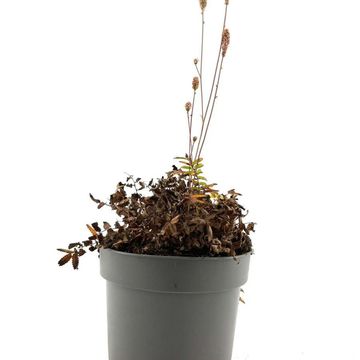 Sanguisorba officinalis 'Pink Tanna'