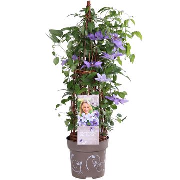 Hydrangea macrophylla THREE SISTERS MIX