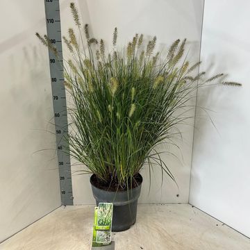 Pennisetum alopecuroides 'Hameln'