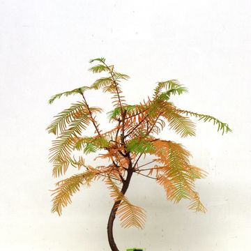 Metasequoia glyptostroboides