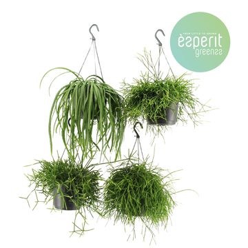 Rhipsalis MIX