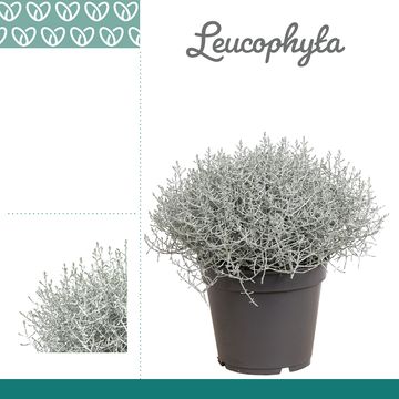 Leucophyta brownii