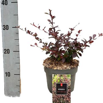 Berberis thunbergii 'Dart's Red Lady'