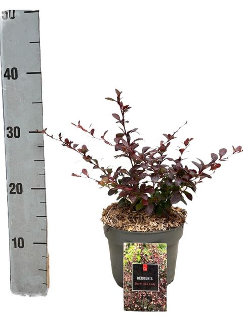 Berberis thunbergii 'Dart's Red Lady'