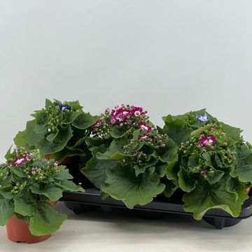 Pericallis VENEZIA MIX