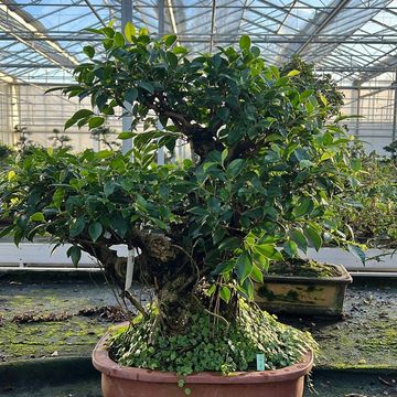 Ficus retusa