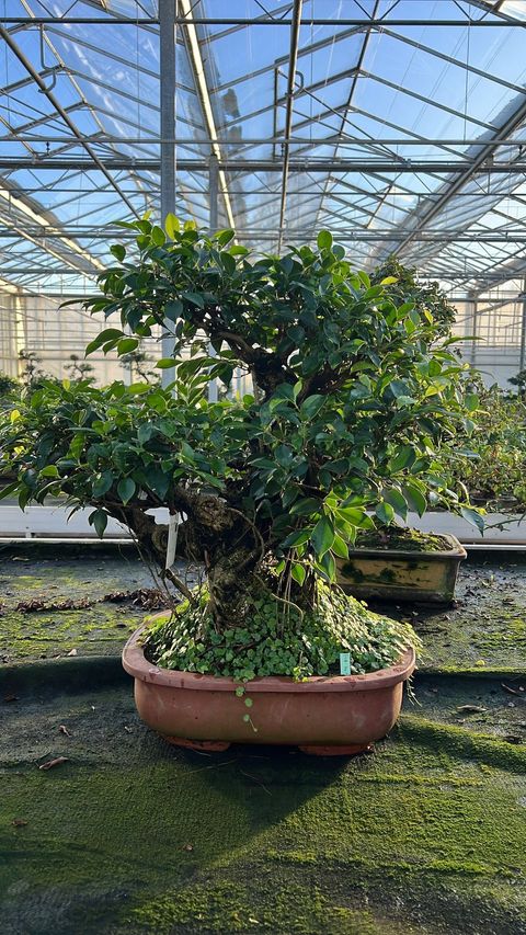 Ficus retusa