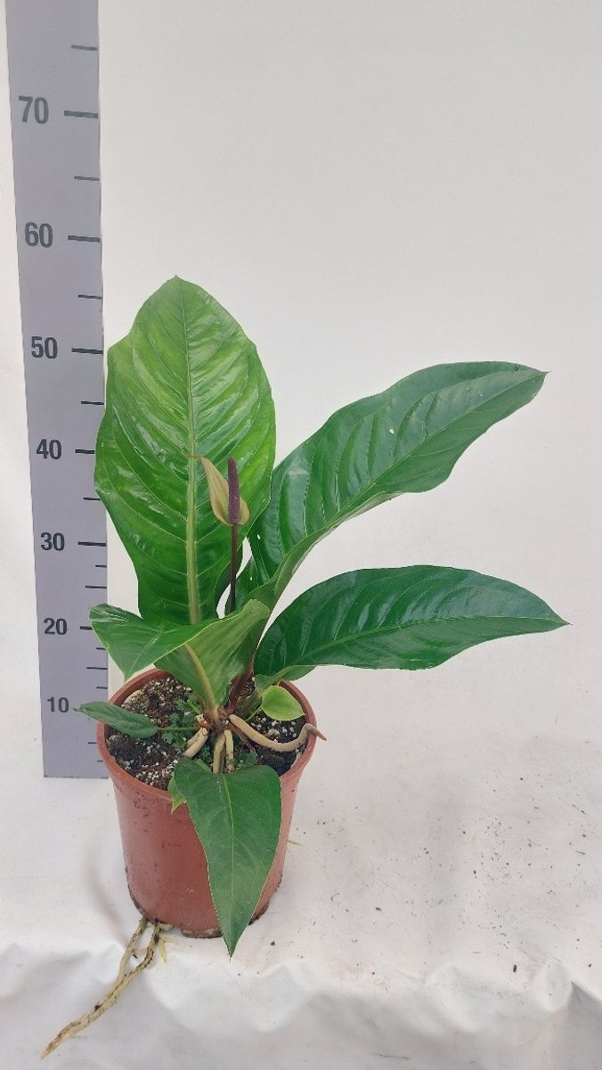 Anthurium plowmanii  Plant Wholesale FlorAccess