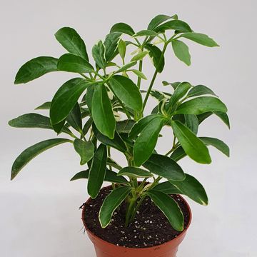 Schefflera arboricola 'Moondrop'