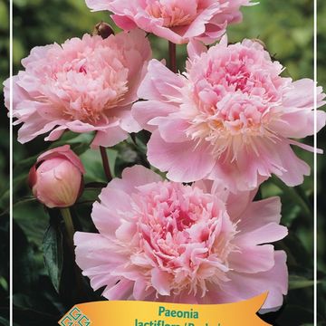 Paeonia LACTIFLORA MIX