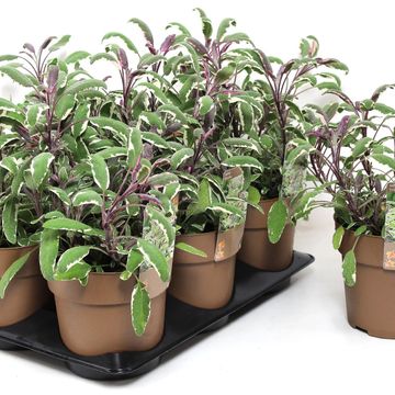 Salvia officinalis 'Tricolor'