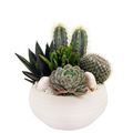 Composizione Cactus / Succulent