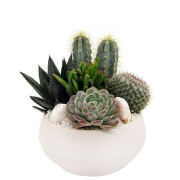 Järjestelyt Cactus / Succulent