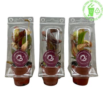Nepenthes MIX