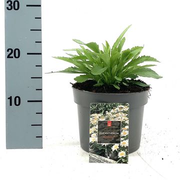 Leucanthemum 'Madonna'