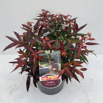 Leucothoe keiskei BURNING LOVE