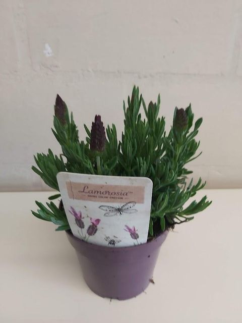 Lavandula stoechas LAMOROSIA PURPLE FLAG