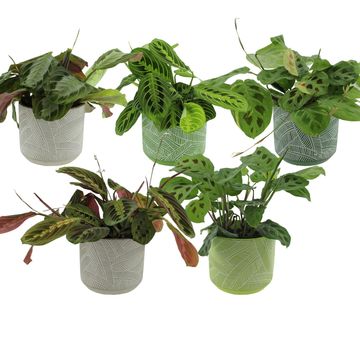 Maranta leuconeura MIX