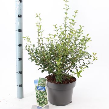 Osmanthus x burkwoodii