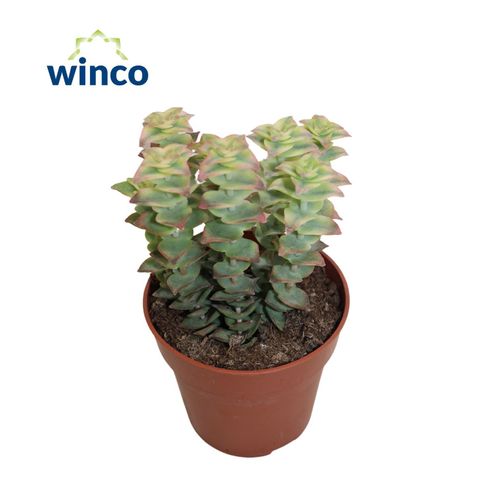 Crassula perforata 'Variegata'